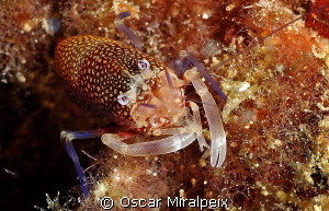 Bumble bee shrimp by Oscar Miralpeix 